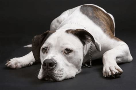 For american bulldogs, there are also two different types: Johnson vs Scott American Bulldog - Difference