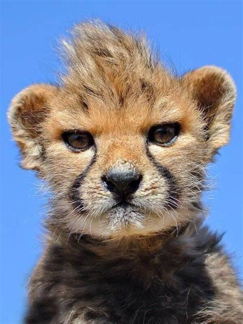 Baby Cheetah With Mohawk