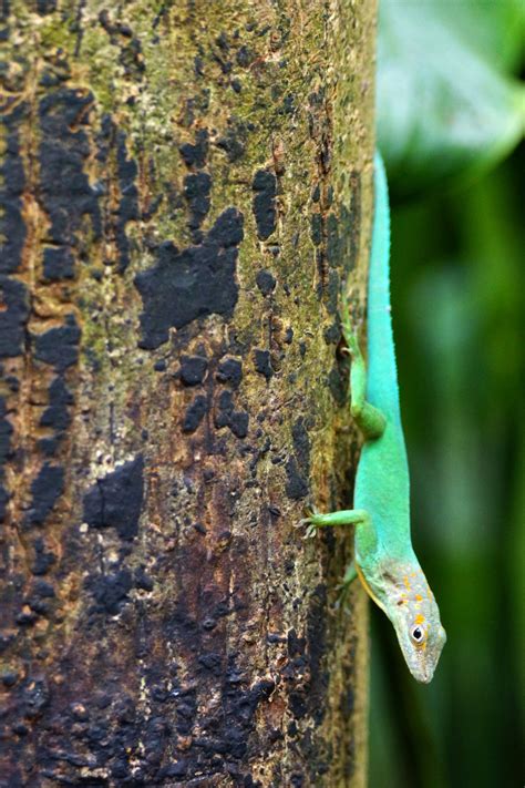 A List Of Different Types Of Lizards With Facts And Pictures Animal Sake