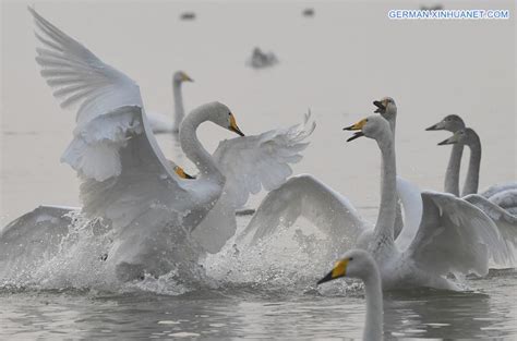 Weiße Schwäne fliegen zur Überwinterung zum Feuchtgebiet in Sanmenxia