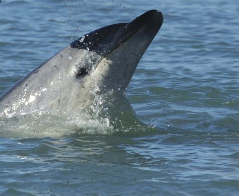 Doc Believes Dead Dolphin Is Moko Otago Daily Times Online News