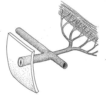 Usually the tracheal system penetrates the cuticle via closeable valves called spiracles and ends near or within the tissues in tiny tubes called tracheoles (fig. Fractal Foundation Online Course - Chapter 1 - FRACTALS IN ...