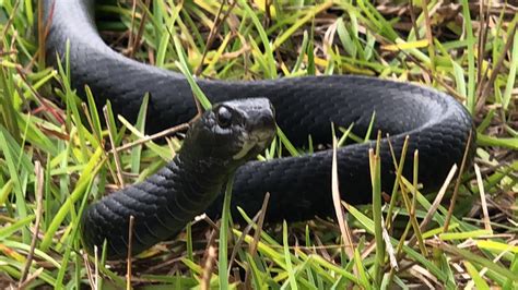 Black Racer Snake In My Backyard Youtube