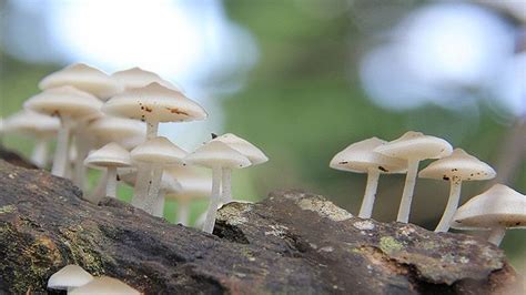 Fungi Gallery 3 White Toad Stools