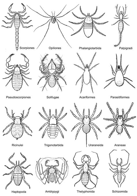 Arachnid Diagram