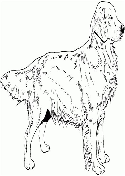 Drawing Pages Kids Black Labrador Retriever Coloring Page Yellow