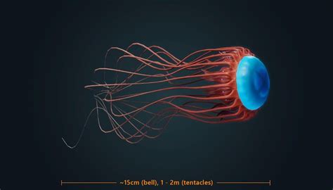 Atolla Jellyfish Beyond Blue Wiki Fandom