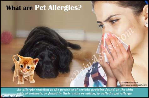 Pet Allergiescausessymptomstreatmenthome Remediesalternative Treatment