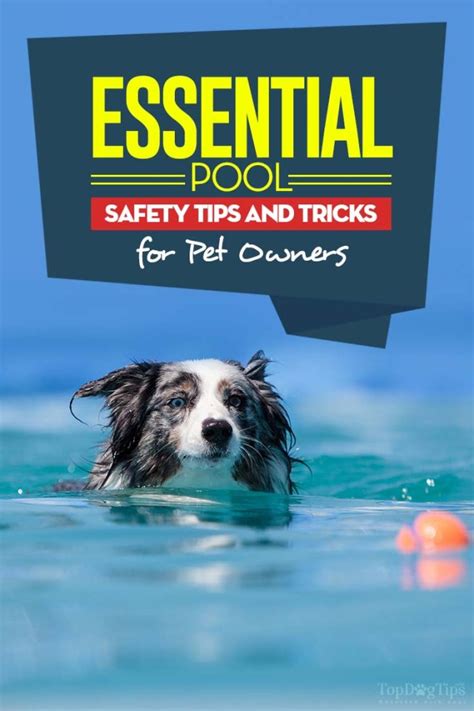 7 Pool Safety Tips For Pet Owners How To Save Your Dogs And Cats