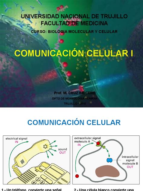 Comunicacion Celular I Receptor Bioquímica Transducción De