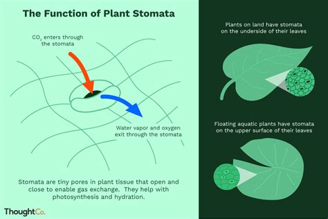 What Is The Function Of Plant Stomata