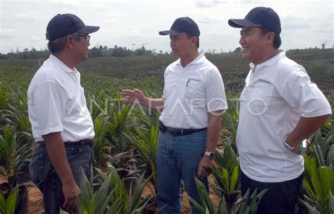 Tanam Sawit Perdana Antara Foto