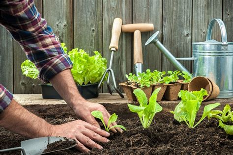 Grow Your Own Vegetables Fedhealth Medical Aid