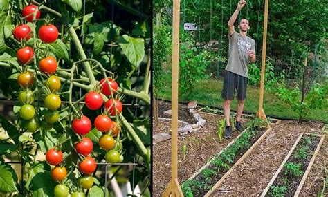 Best Tomato Trellis Ideas And Easy Backyard Gardening Svg