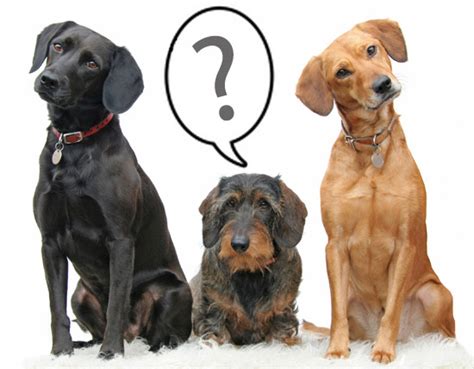 Dogs Questions Southern Animal Health
