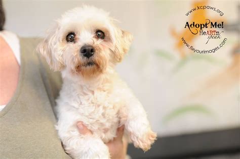 As the coronavirus pandemic has kept more residents at home, it has created such a high demand for adopting dogs that there's a dwindling supply. Maltese dog for Adoption in Richmond, MO. ADN-576332 on ...