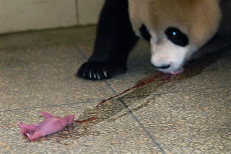 Como Se Les Ocurre Increibles Imágenes De Un Oso Panda Recién Nacido