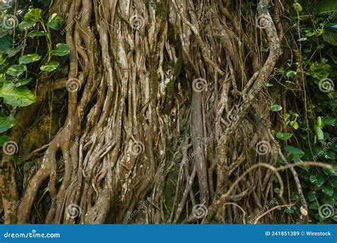 Closeup Shot Of An Ancient Tropical Root System Growing In The Jungle