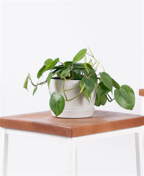 Potted Philodendron Heartleaf Indoor Houseplant Best Indoor House