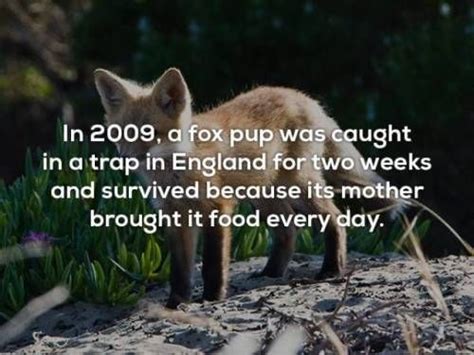 46 Facts You Probably Didnt Need To Know Facts You Didnt Know Facts