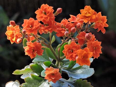 Kalanchoe Orange Flowering Plant TOF GARDENS