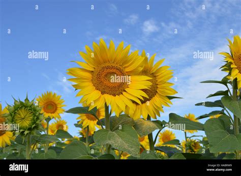 Sunflowers Against Blue Sky Stock Photo Alamy