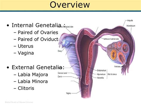 Histologic Structure Of Female Genital System