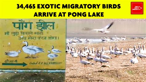 34465 Migratory Birds Flock To Pong Dam As Winter Sets In The New Indian