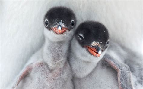 Gentoo Penguin Chicks Antarctica National Geographic Photography