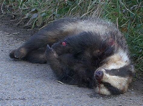 European Badger Behaviour Interaction With Humans Wildlife Online