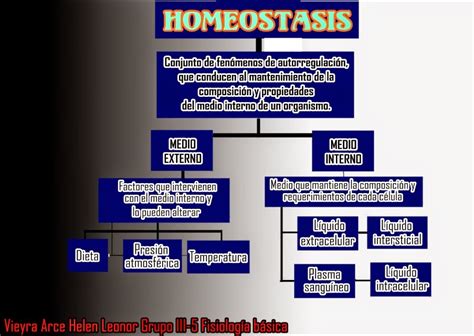 Fisiolog A B Sica Mapa Mental Mapa Conceptual Homeostasis 161880 The