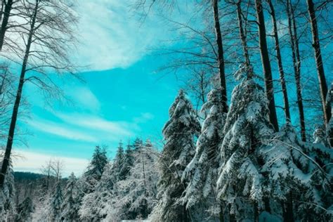 Free Images Tree Nature Outdoor Wilderness Branch Mountain Snow
