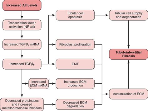 Obstructive Nephropathy Pathophysiology And Management Abdominal Key