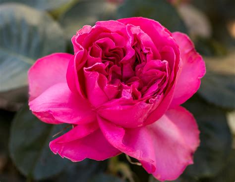 Pink Traviata® - Star® Roses and Plants