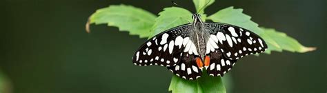 Melbourne Zoos Iconic Butterfly House Reopens
