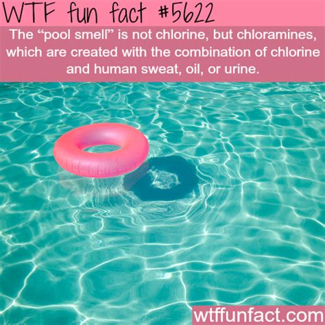 The Pool Smell Is Not Chlorine Wtf Fun Fact Fun Facts Wtf Fun Facts