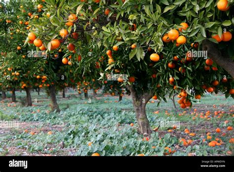 Une Orangeraie Dans La Région De La Costa Blanca De Lespagne Photo