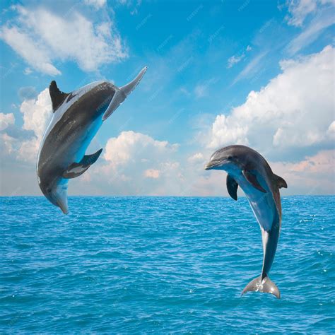 Premium Photo Two Jumping Dolphinsbeautiful Seascape With Deep Ocean