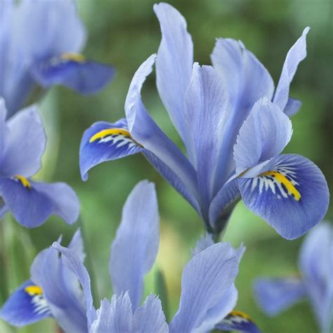 Buy Iris Bulbs Iris Alida Reticulata