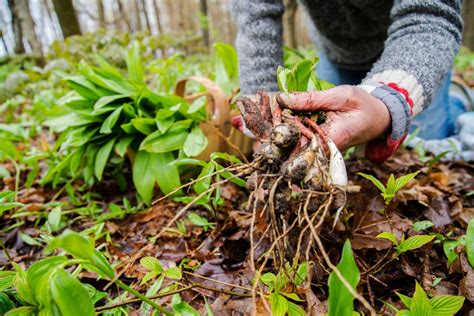 Interest In Foraging Is Booming Heres How To Do It Right Civil Eats
