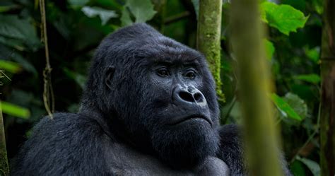 3 Days Uganda Gorilla Safari Gorilla Trekking Primate Safaris