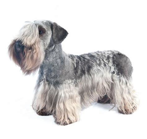Cesky Terrier Dog Breed Information Purina