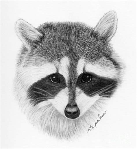 Raccoon Drawing Printmaking Husky Corgi Raccoons Drawings Animals
