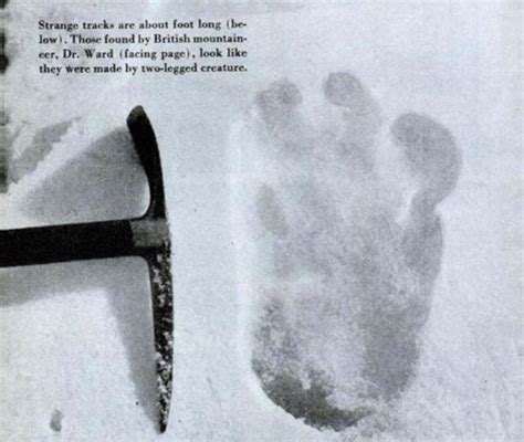 Indian Army Claims Of ‘yeti Footprints Causes Social Media Frenzy