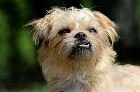 20 gorgeous brussels griffon mixes you just have to see page 3 of 5