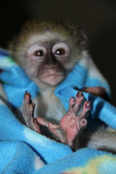 Vervet Monkey Rescued By Good Samaritan Zululand Observer