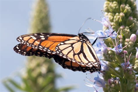 Monarch Butterfly Stock Image Image Of Canary Flowers 69959167