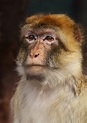 Primer de la cara del mono foto de archivo. Imagen de mono - 48777508