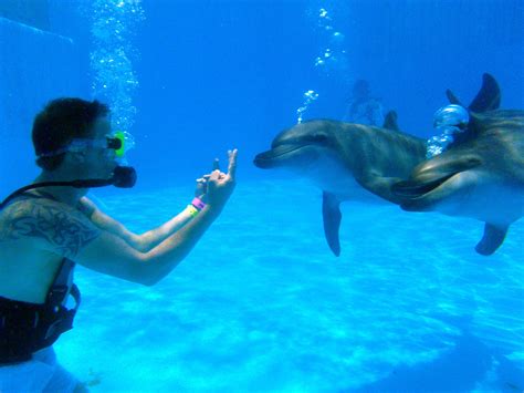 How Can I Become A Dolphin Trainer For A Day At Dolphinaris