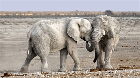 Free Images Nature Adventure Animal Dry Wildlife Herd Africa